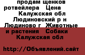 продам щенков ротвейлера › Цена ­ 20 000 - Калужская обл., Людиновский р-н, Людиново г. Животные и растения » Собаки   . Калужская обл.